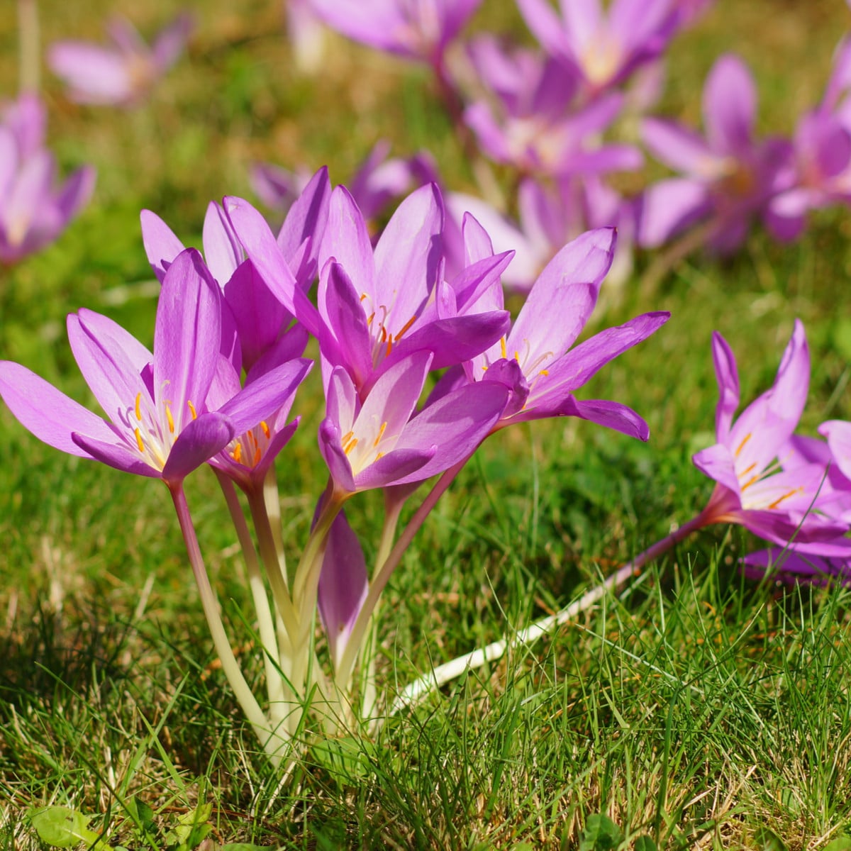 Ocún podzimní - Colchicum autumnale - hlízy ocúnů - 1 ks