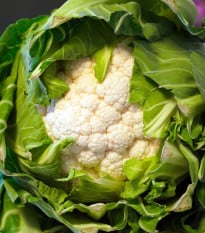 BIO Květák raný Odysseus - Brassica oleracea - bio osivo květáku - 20 ks