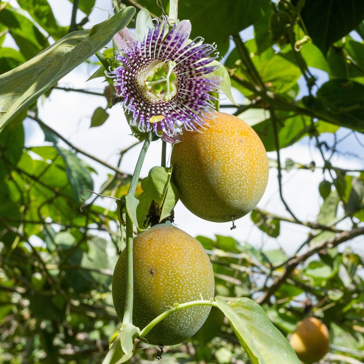 Mučenka pruhovaná sladká - Passiflora ligularis - osivo mučenky - 4 ks