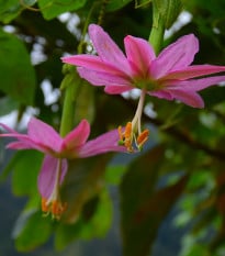 Mučenka banánová - Passiflora mollissima - osivo mučenky - 5 ks