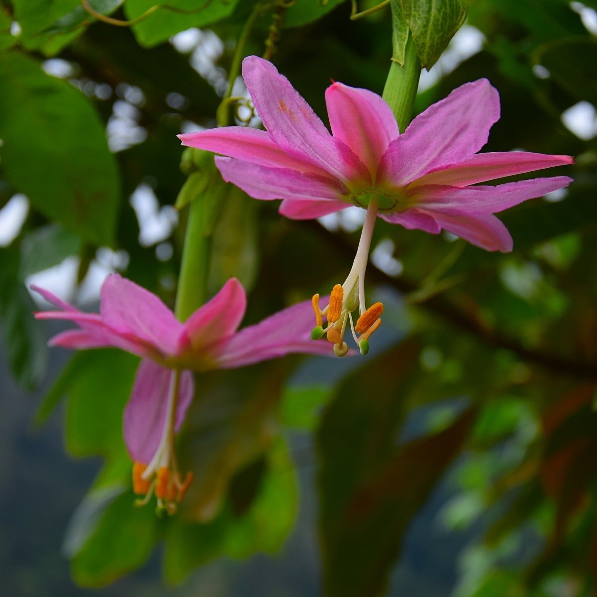 Mučenka banánová - Passiflora mollissima - osivo mučenky - 5 ks