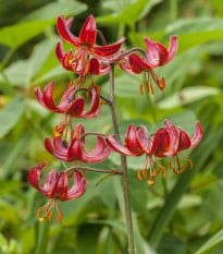 Lilie Zlatohlávek Maroon King - Lilium - cibule lilií - 1ks
