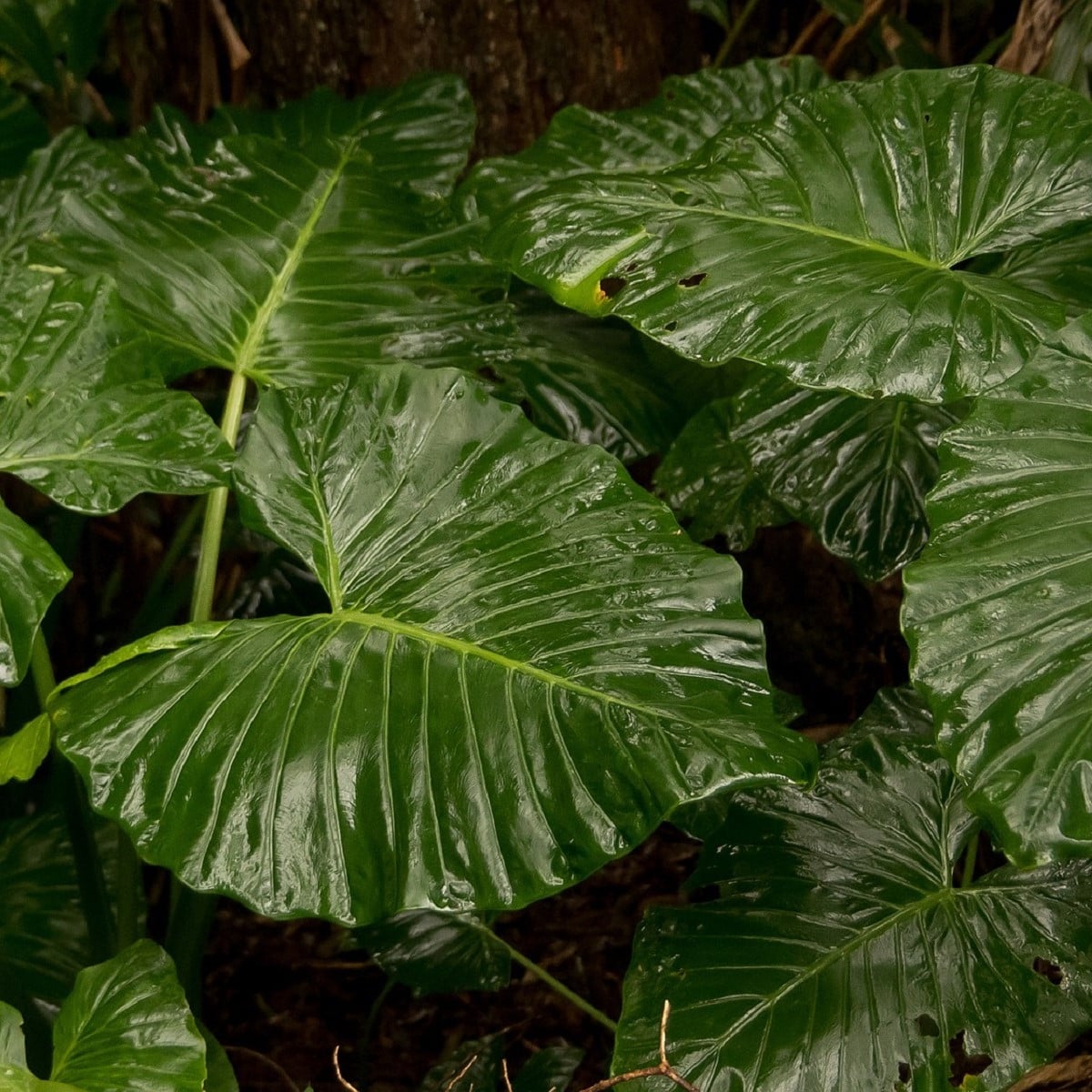 Alokázie - Alocasia cucullata - osivo alokázie - 4 ks