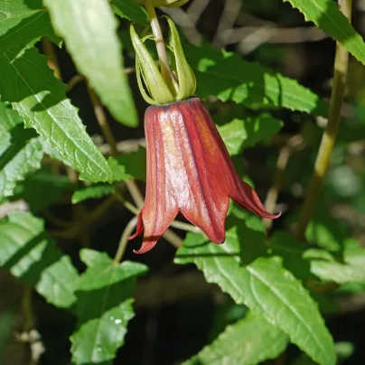 Kanarína kanárská - Kanárský zvonek - Canarina canariensis - osivo kanaríny - 6 ks