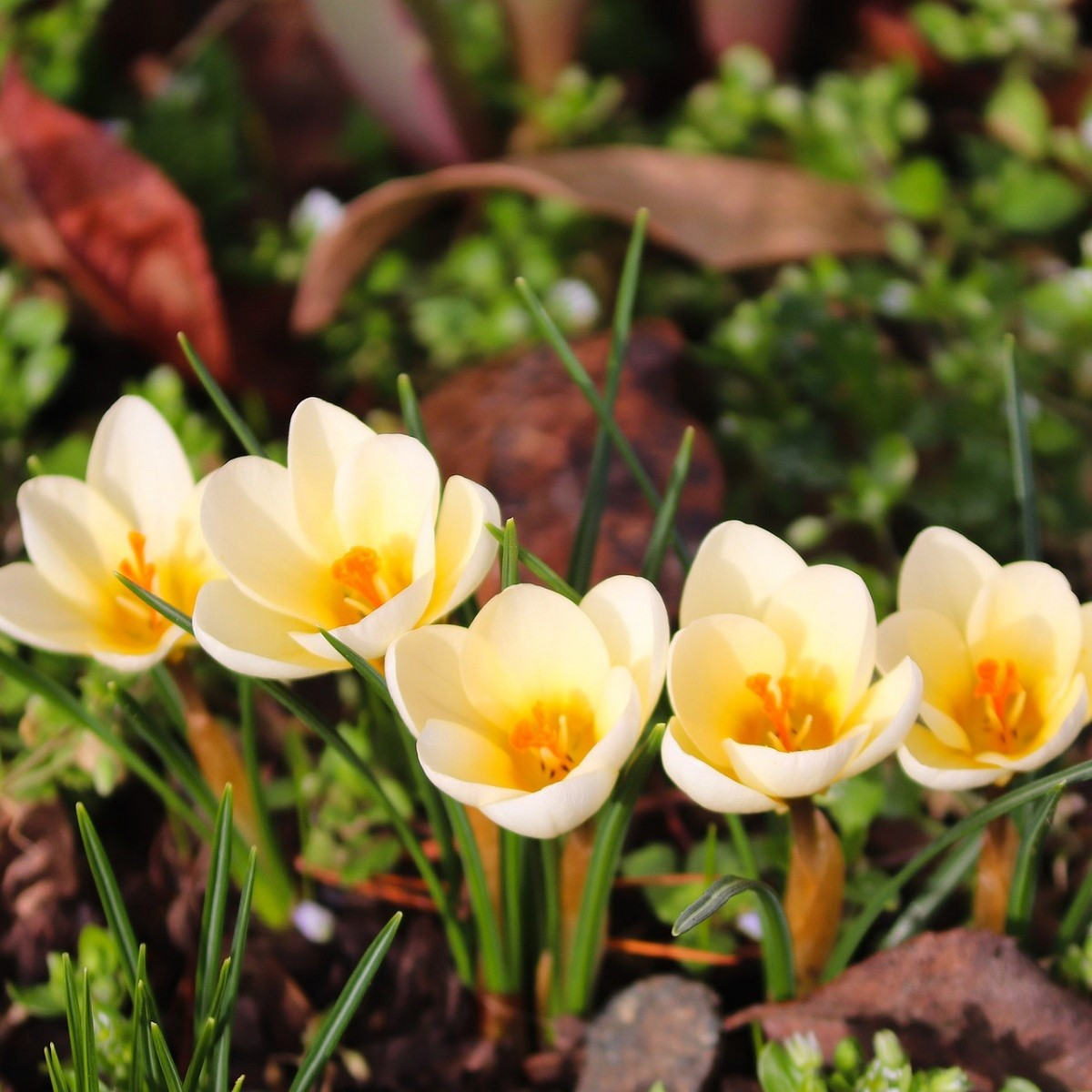 Krokus Ochroleucus - Crocus ochroleucus - hlízy krokusů - 3 ks