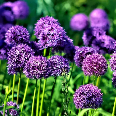 Česnek Red Giant - Allium - cibule česneků - 3 ks