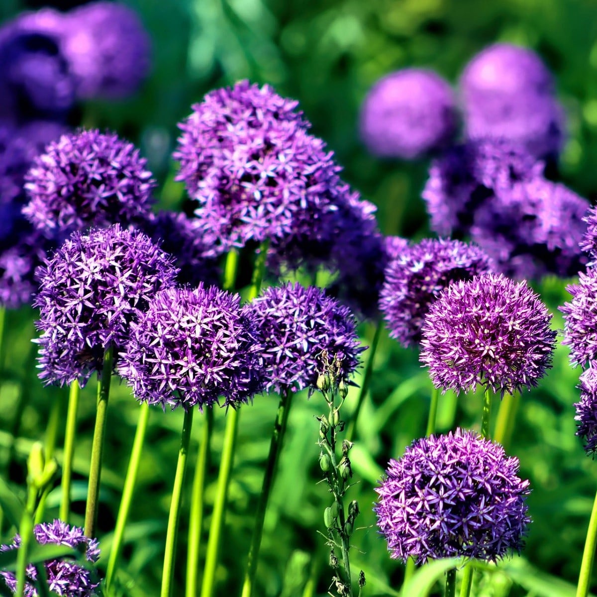 Česnek Red Giant - Allium - cibule česneků - 3 ks
