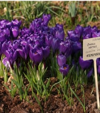 Krokus Remembrance - Crocus vernus - hlízy krokusů - 3 ks