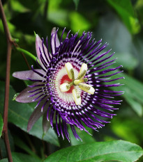 Mučenka maliformis - Passiflora maliformis - osivo mučenky - 4 ks