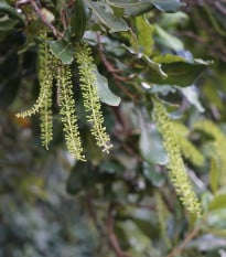 Makadámie - Macademia integrifolia - osivo makadámie - 2 ks
