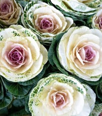 Okrasné zelí Crane bicolor F1 - Brassica oleracea - osivo okrasného zelí - 20 ks