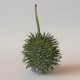 Okurka okrasná - Cucumis hirsutus - osivo okurky - 6 ks