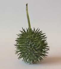 Okurka okrasná - Cucumis hirsutus - osivo okurky - 6 ks