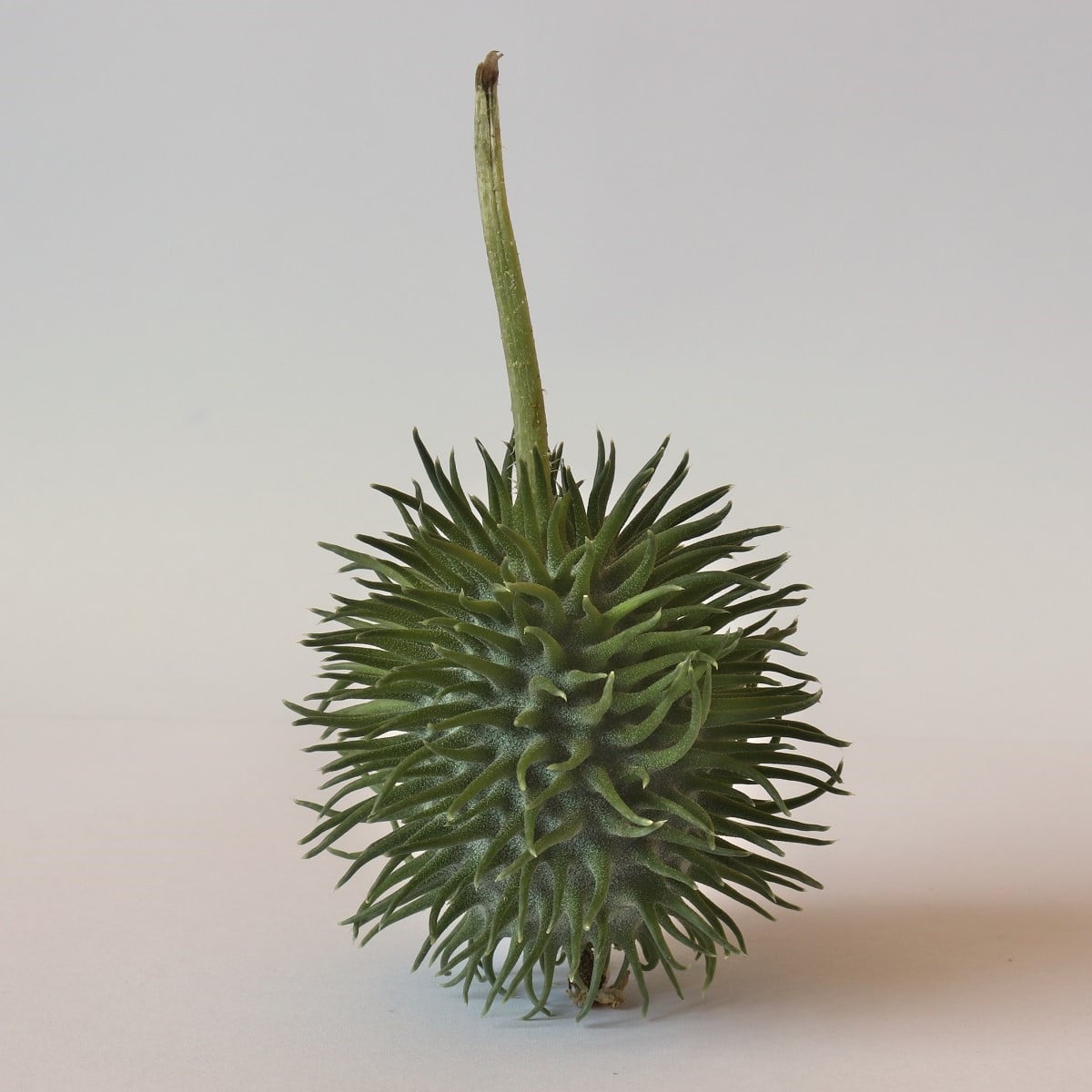 Okurka okrasná - Cucumis hirsutus - osivo okurky - 6 ks