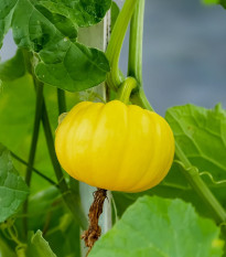 Tykev okrasná Cream of the Crop - Cucurbita maxima - osivo tykve - 5 ks