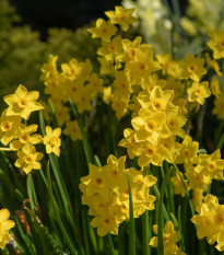 Narcis Baby Moon - Narcissus jonquilla - cibule narcisů - 3 ks