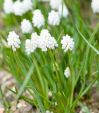 Modřenec bílý - Muscari aucheri - cibule modřenců - 5 ks