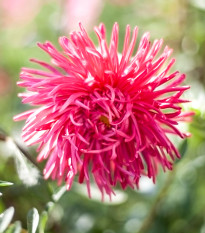 BIO Chrpa červená - Centaurea cyanus - bio osivo chrpy - 50 ks