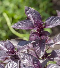 BIO Bazalka pravá červená - Ocimum basilicum - bio osivo bazalky - 100 ks