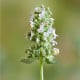 BIO Šanta kočičí citrónová - Nepeta cataria var. citriodora
