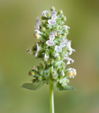 BIO Šanta kočičí citrónová - Nepeta cataria var. citriodora