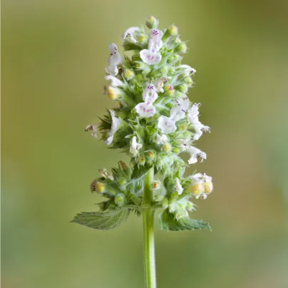 BIO Šanta kočičí citrónová - Nepeta cataria var. citriodora