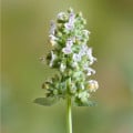 BIO Šanta kočičí citrónová - Nepeta cataria var. citriodora