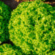 BIO Salát listový Lollo Bionda Limeira - Lactuca sativa - bio osivo salátu - 20 ks