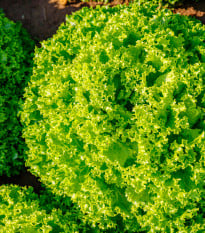 BIO Salát listový Lollo Bionda Limeira - Lactuca sativa - bio osivo salátu - 20 ks