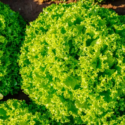 BIO Salát listový Lollo Bionda Limeira - Lactuca sativa - bio osivo salátu - 20 ks