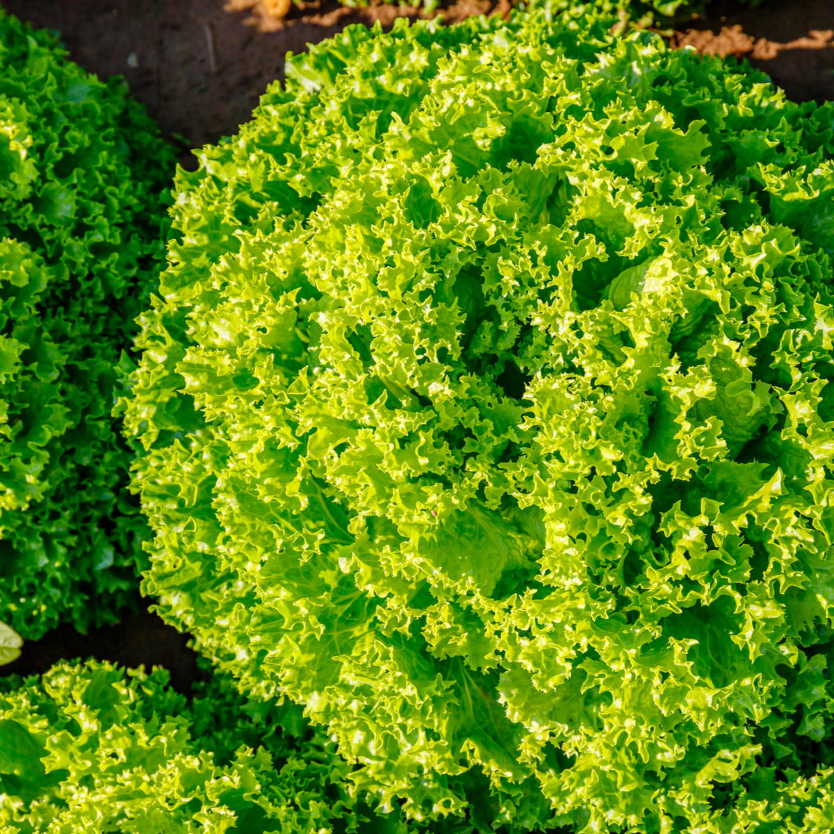 BIO Salát listový Lollo Bionda Limeira - Lactuca sativa - bio osivo salátu - 20 ks