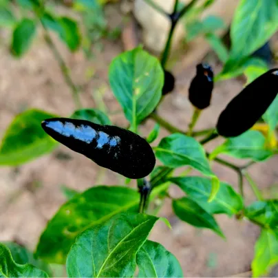 Paprika Black Knight F1 - Capsicum annuum - osivo papriky - 7 ks