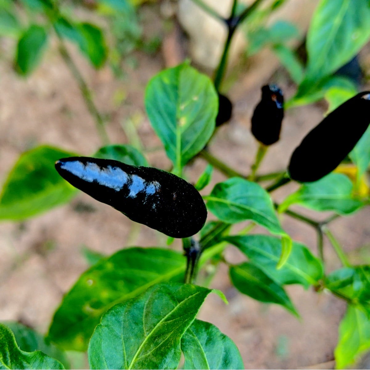 Paprika Black Knight F1 - Capsicum annuum - osivo papriky - 7 ks