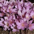 Ocún obrovský - Colchicum giganteum - hlízy ocúnů - 1 ks