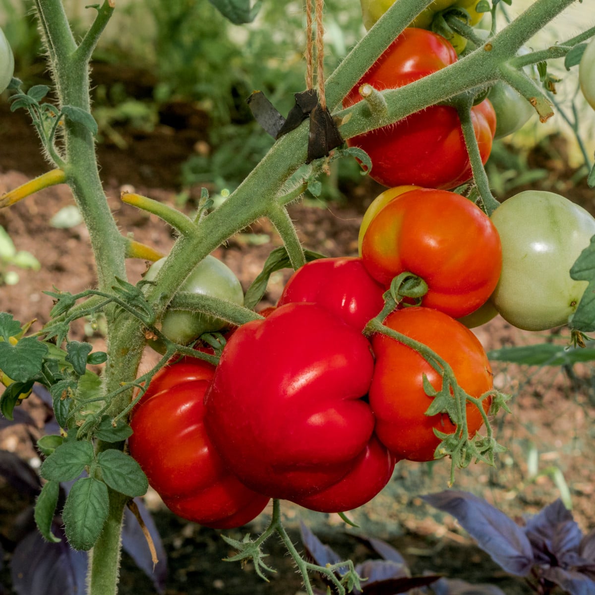 Rajče Brutus - Solanum lycopersicum - osivo rajčat - 7 ks