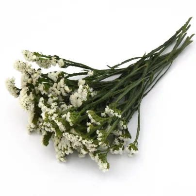 Limonka chobotnatá bílá - Limonium sinuatum - osivo limonky - 30 ks