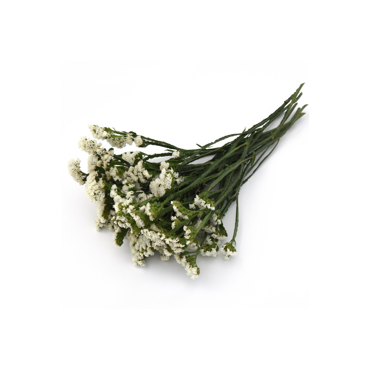 Limonka chobotnatá bílá - Limonium sinuatum - osivo limonky - 30 ks