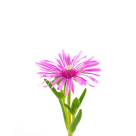 Lampranthus