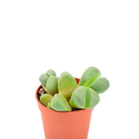 Lithops