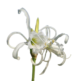 Peruánský narcis