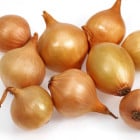 Sadbová cibule