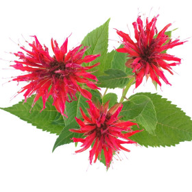 Monarda