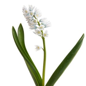 Puškinie