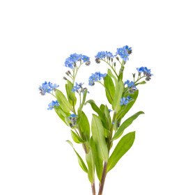 Pomněnka