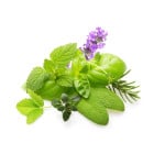 BIO osiva bylinek