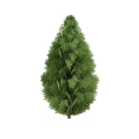 Cypřiš