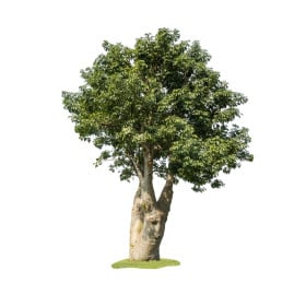 Baobab