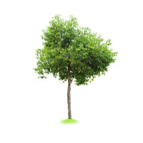 Třešeň