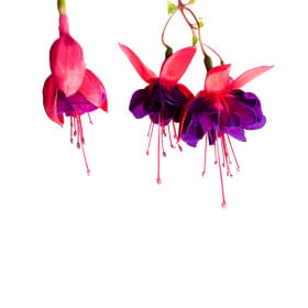 Fuchsie