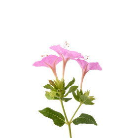 Nocenka